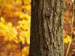 Tree in Forest