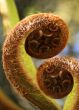 Koru