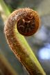 Koru