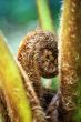 Koru