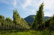 Austrian Vineyard in Danube walley