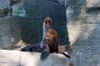 Sea lion on rock in zoo