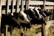 Cows in feeding place