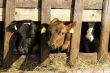 Cows in feeding place