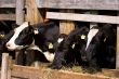 Cows in feeding place