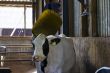 Cow massage