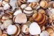 shells