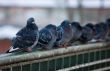 pigeons on railings