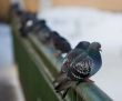 pigeons