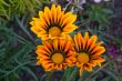 Gazania