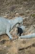 dinosaur fighting