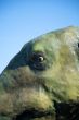 eye of dinosaur