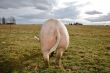 A Pig