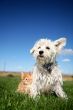 Cat and Dog