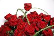 Red Roses