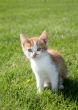 Kitten