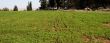 Green rows on a field