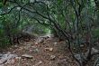 Outdoor path under canopy of branches