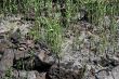 Grass grows through ashes