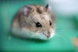 Hamster