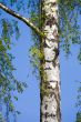 birch in spring