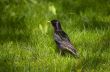 starling in a grass