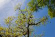 Spring branches