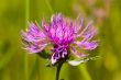 Light violet flower