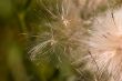 Pappus and flower