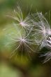 Flying pappus