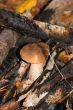 Mushroom in bonfire