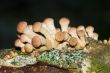 Agaric honey