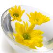 yellow flowers