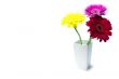 three gerber flowers