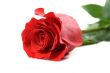 red rose