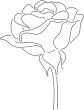 Rose Vector