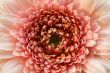 The light pink flower close-up macro