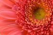 The pink flower close-up macro