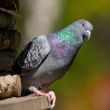 portrait of pigeon