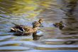 duck family