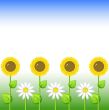 Background with sunflowers and daisy