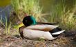 The duck has a rest