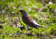 fieldfare with a worm