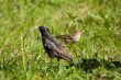 starling and chaffinch
