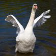 wingspan
