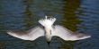 seagull dives into water