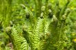 green spring