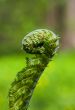 Natural spiral