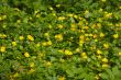 green and yellow