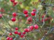 Rosehips